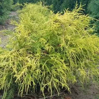 Кипарисовик ФИЛИФЕРА АУРЕА горохоплодный в Осиповичах