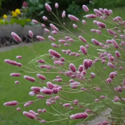 Кровохлебка РОК ЭНД РОЛЛ в Осиповичах