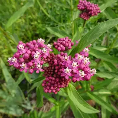 Ваточник МЯСО-КРАСНЫЙ в Осиповичах