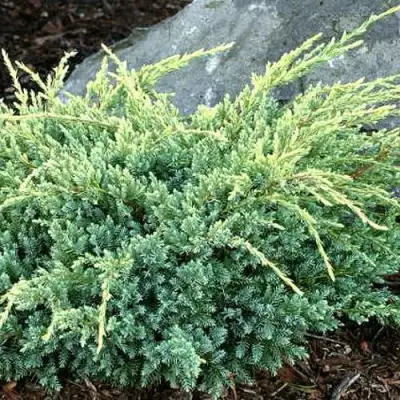 Можжевельник ХОЛГЕР чешуйчатый в Осиповичах