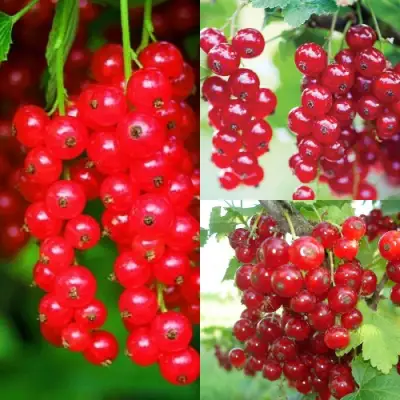 Комплект КРАСНЫЙ УРОЖАЙ в Осиповичах