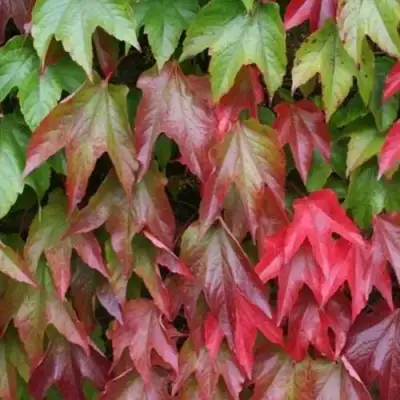 Девичий виноград тройчатый ВИЧИ в Осиповичах