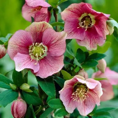 Морозник ВОСТОЧНЫЙ в Осиповичах