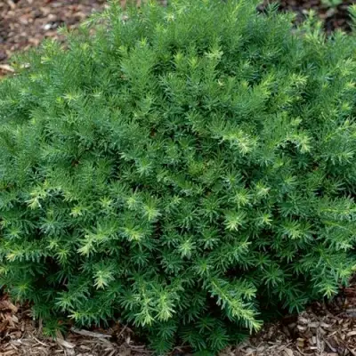 Тис ХИКСИ средний в Осиповичах