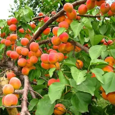 Абрикос ОТБОР АСТАХОВА в Осиповичах