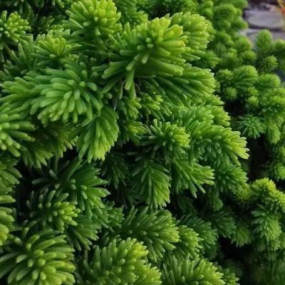 Ель ЛИТЛ ДЖЕМ обыкновенная в Осиповичах