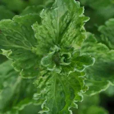 Мята КРИСПА в Осиповичах