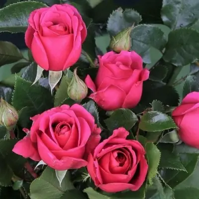 Роза ЛАВ ЛЕТТЕР флорибунда в Осиповичах