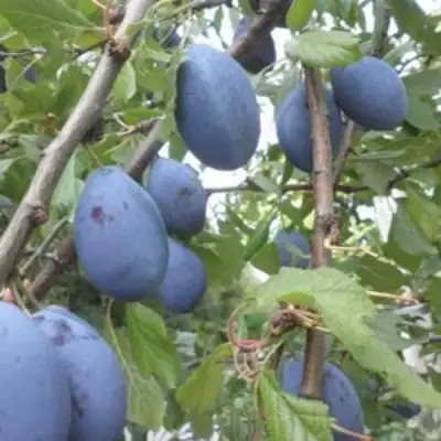 Слива ГИЛЬБЕРТ в Осиповичах