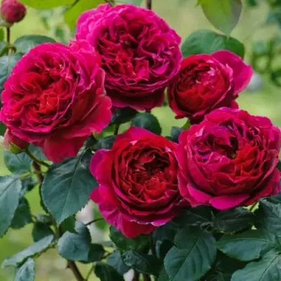 Роза КЕЙТ английская в Осиповичах