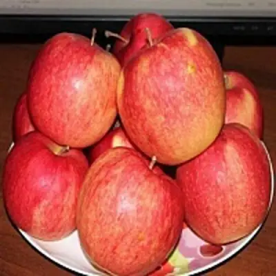 Яблоня ЛИГОЛ в Осиповичах