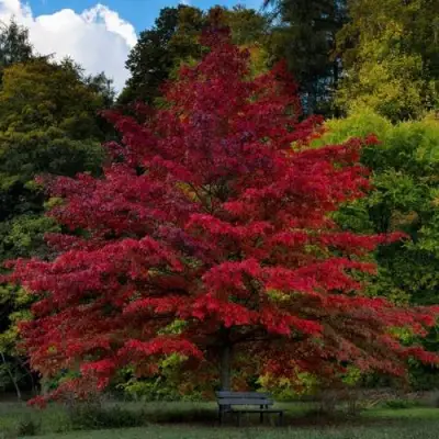 Дуб болотный в Осиповичах