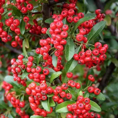 Пираканта РЕД КУИШОН в Осиповичах