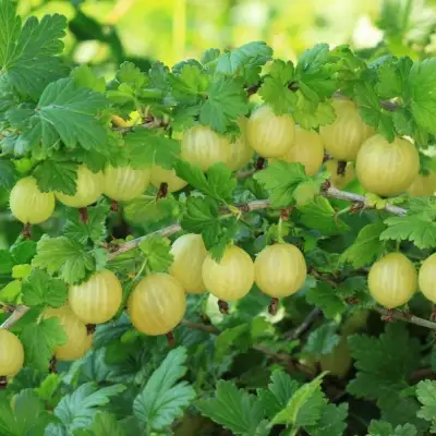 Крыжовник БЕРИЛЛ в Осиповичах