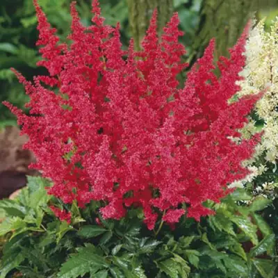 Астильба МОНТГОМЕРИ японская в Осиповичах