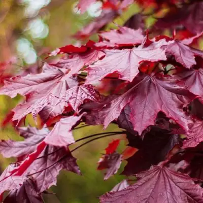 Клен РОЯЛ РЕД остролистный в Осиповичах