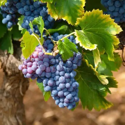 виноград Зилга