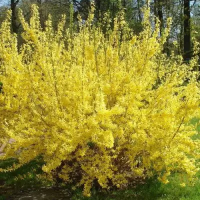 Форзиция ФОРЧУНА в Осиповичах