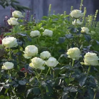 Роза ВАКАНА японская в Осиповичах