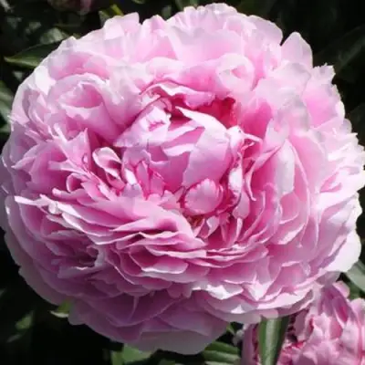 Пион ША-ЛА травянистый в Осиповичах