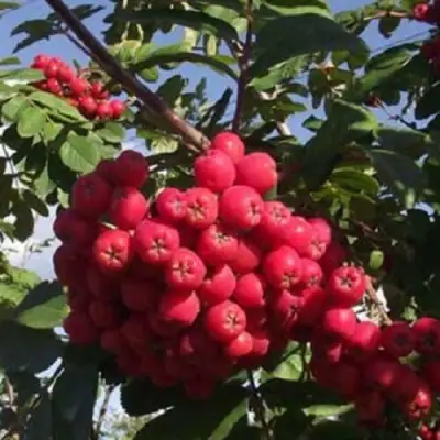 Рябина МОРАВСКАЯ сладкоплодная в Осиповичах