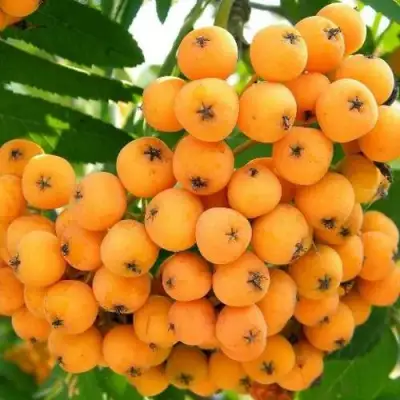 Рябина НЕВЕЖИНСКАЯ ЖЕЛТАЯ сладкоплодная в Осиповичах