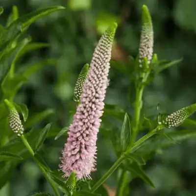 Вероника ФЕСТ ЧОЙС длиннолистная в Осиповичах