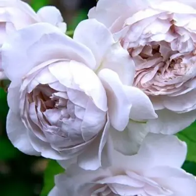 Роза ГРИЗЕЛИС шраб в Осиповичах