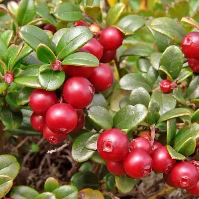 Брусника садовая АМЕРЛАНД в Осиповичах