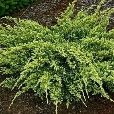 Можжевельник ДРИМ ДЖОЙ чешуйчатый в Осиповичах