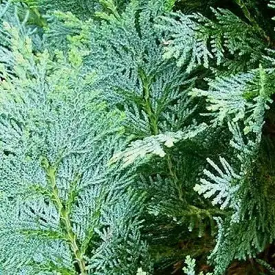 Кипарисовик КОЛУМНАРИС лавсона в Осиповичах