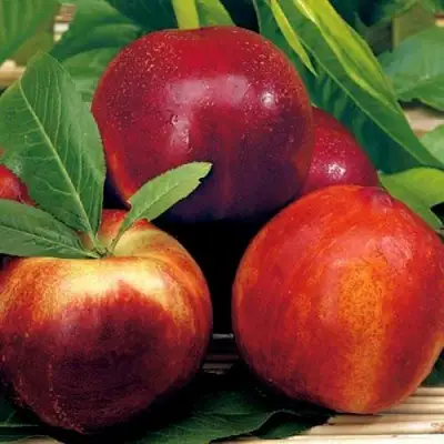 Нектарин СТАРК РЕД ГОЛД в Осиповичах