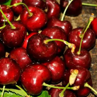 Черешня САММИТ в Осиповичах