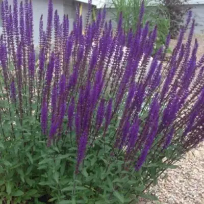 Шалфей КАРАДОНА в Осиповичах