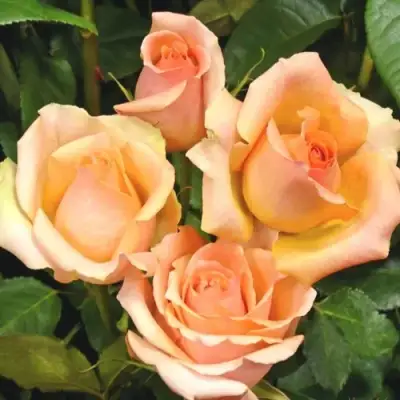 Роза ВЕРСИЛИЯ чайно-гибридная в Осиповичах