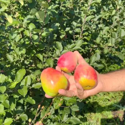 Яблоня КАНДИЛЬ БАГРЯНЫЙ в Осиповичах