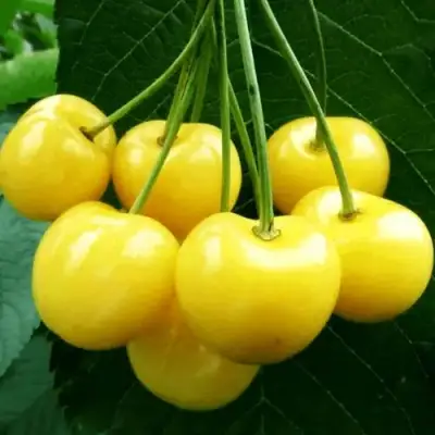 Черешня ПОДСНЕЖНИК в Осиповичах