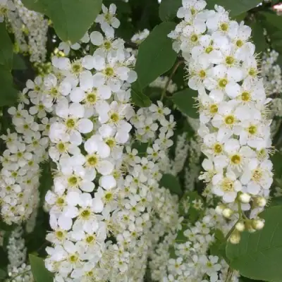 Черемуха САМОПЛОДНАЯ в Осиповичах