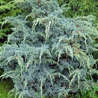 Можжевельник БЛЮ АЛЬПС китайский  в Осиповичах