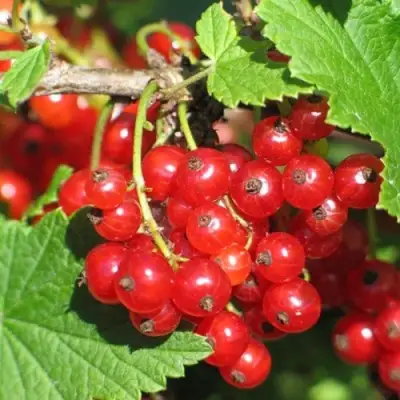 Смородина красная РАЧКОВСКАЯ в Осиповичах