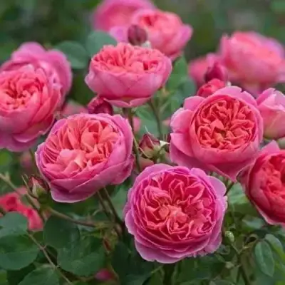 Роза БЕНДЖАМИН БРИТТЕН шраб в Осиповичах