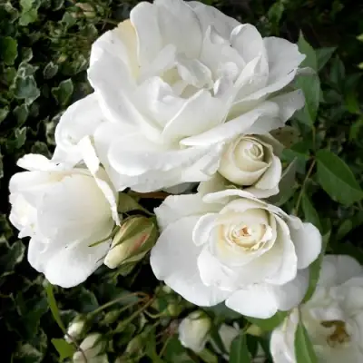 Роза АЙСБЕРГ флорибунда в Осиповичах