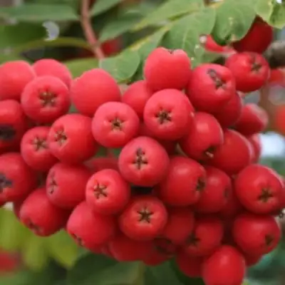 Рябина АЛАЯ КРУПНАЯ сладкоплодная в Осиповичах