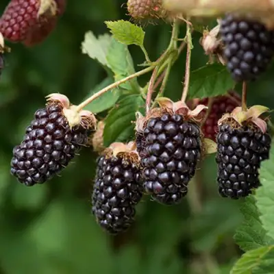 Ежемалина БОЙСЕНБЕРРИ в Осиповичах