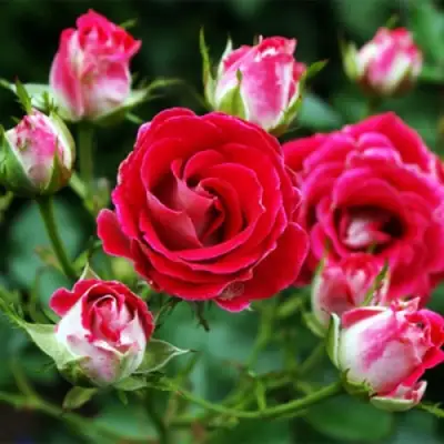 Роза ШОНЕ КОБЛЕНЦЕРИН флорибунда в Осиповичах