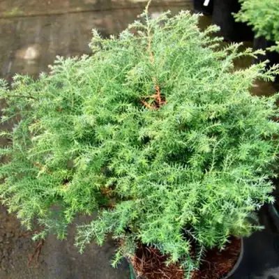 Кипарисовик СКВАРРОЗА горохоплодный в Осиповичах