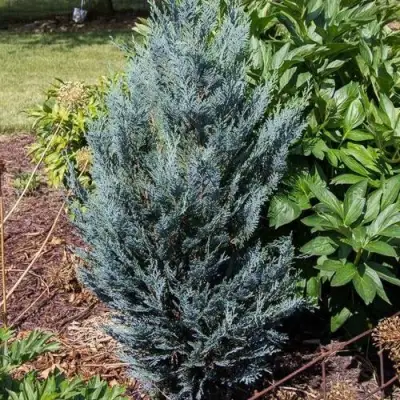 Кипарисовик ДАРТС БЛЮ РИББОН лавсона в Осиповичах