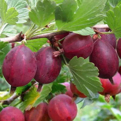 Крыжовник ХИННОМАКИ РОТ в Осиповичах