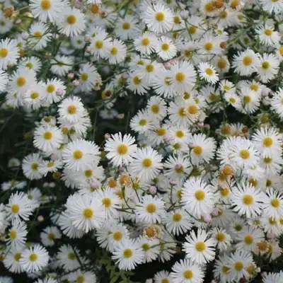 Болтония СНОУБЭНК в Осиповичах