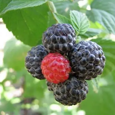 Малина КУМБЕРЛЕНД в Осиповичах